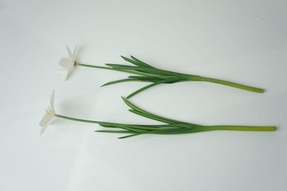 タマスダレ　高級造花専門店　オーダーメイド　アンクラフト　国家資格1級　大阪　関西　兵庫県