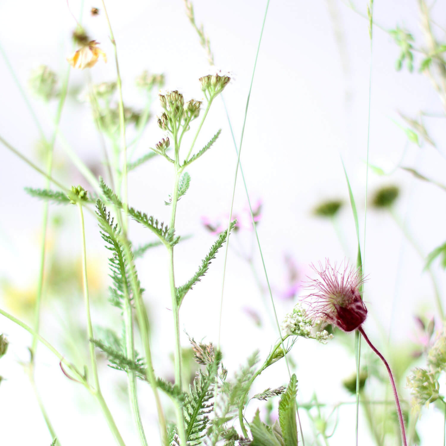 枯れない花　アンクラフト