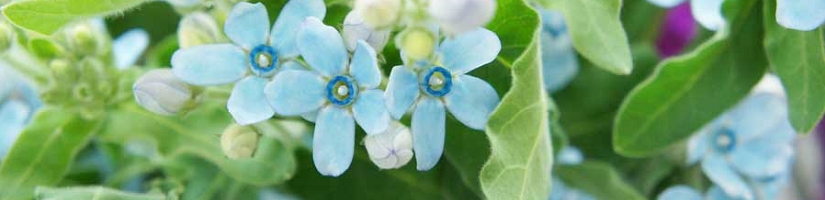 花言葉特集 花言葉 花言葉とは