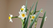 水仙　花言葉