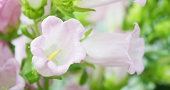 カンパニュラ 釣鐘草 花言葉