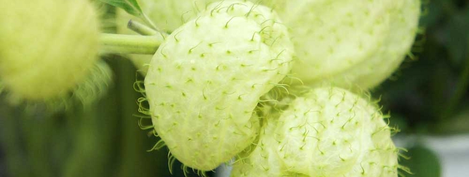 フウセントウワタ　風船唐綿　花言葉