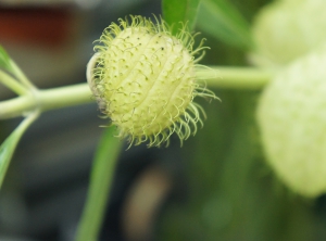 ふうせんとうわた　フウセントウワタ　風船唐綿　ががいも科　花言葉　いっぱいの夢　隠れた才能　南アフリカ　小さな実