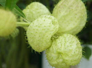 フウセントウワタ　ふうせんとうわた　風船唐綿　花言葉　ががいも科　トゲ　顔　秋　綿毛　種　白い液体　