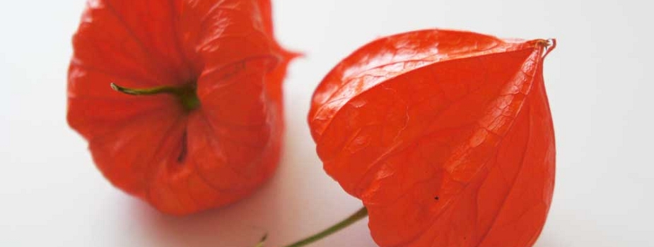 ほおずき 鬼灯 花言葉