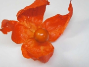 ほおずき 鬼灯 花言葉 お盆 灯り 提灯