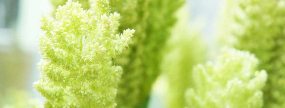 粟　アワ　花言葉