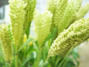 粟 あわ アワ 花言葉 雑穀 ことわざ 生命力 調和 東アジア 縄文時代 遺跡 発掘 お米 栽培