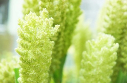 粟　あわ　アワ　花言葉　万能　命の源　雑穀　白米　食物繊維　カルシウム　マグネシウム　鉄分　カリウム　あわたんぱく質　善玉コレステロール　健康ブーム　五穀米