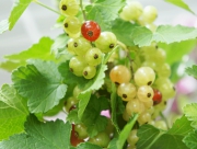 フサスグリ　花言葉　幸せの訪れ　好奇心　西ヨーロッパ　挿し木　開花　ビー玉　酸味　ジャム