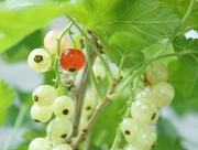 フサスグリ　美容　花言葉　効能　鎮静・関節痛・頭痛　美容　肌の老化防止効果　健康維持　ポリフェノール　