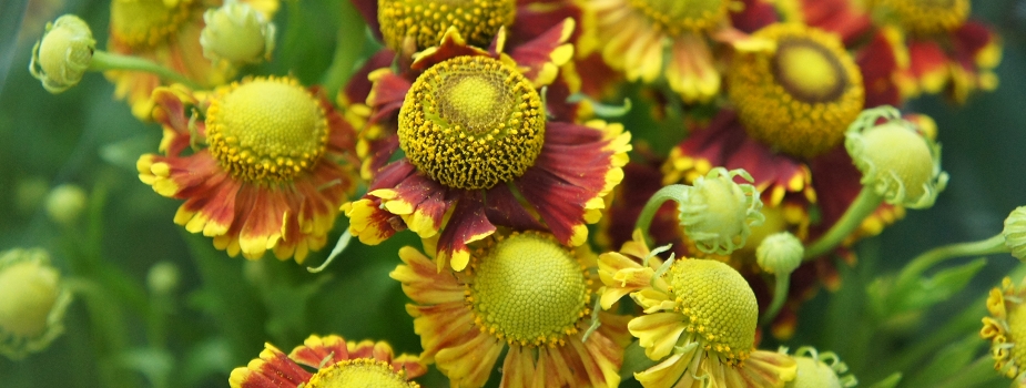 ヘレニウム（団子菊）　花言葉