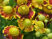 ヘレニウム（団子菊）の花言葉　寛容な心　上機嫌　派手　ギリシャ時代　スパルタ　王妃ヘレン