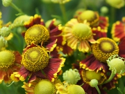 ヘレニウム（団子菊）の花言葉　スニーズウィード（くしゃみする雑草）　