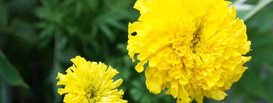 マリーゴールド　花言葉