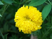 マリーゴールド　花言葉　信頼　生命の輝き　マンジュギク属　メキシコ　芳香剤　ハーブ　　