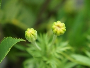 マリーゴールド 蕾 花言葉 聖母マリアの黄金 黄色 オレンジ 赤 暖色系