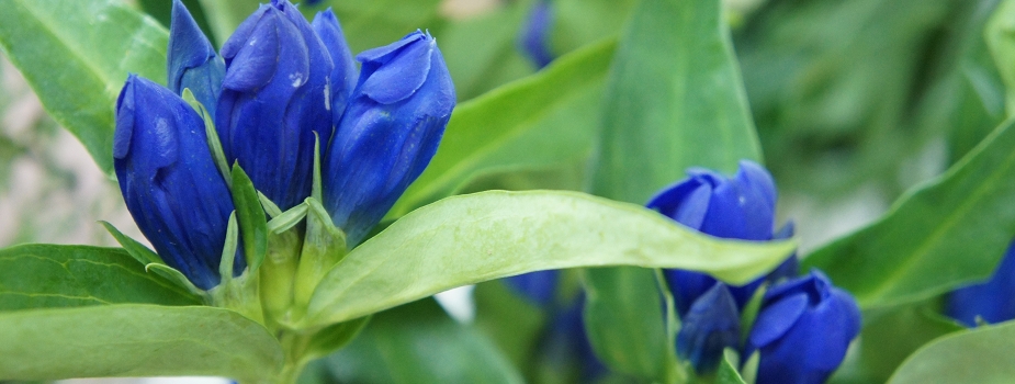 リンドウ　竜胆　花言葉