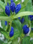 リンドウ　りんどう　竜胆　花言葉　由来　開く品種　開かない品種