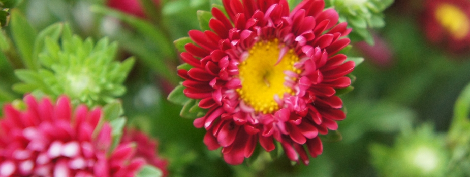 アスター　蝦夷菊　えぞぎく　花言葉