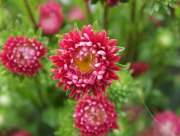 アスター　蝦夷菊　えぞぎく　連作　花もち　良い　花言葉　変化　信じる心　江戸時代