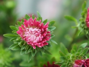 アスター　蝦夷菊　連作　花もち　良い　花言葉　江戸時代　欧米　