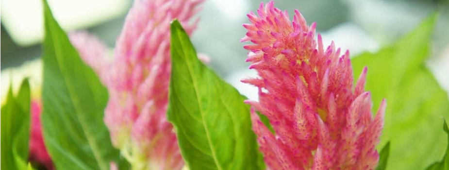 鶏頭　槍鶏頭　ヤリケイトウ　花言葉