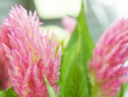 鶏頭　槍鶏頭　ケイトウ　花言葉　おしゃれ　気どりや　風変わり　セロシア　ギリシャ語　燃え盛る炎　