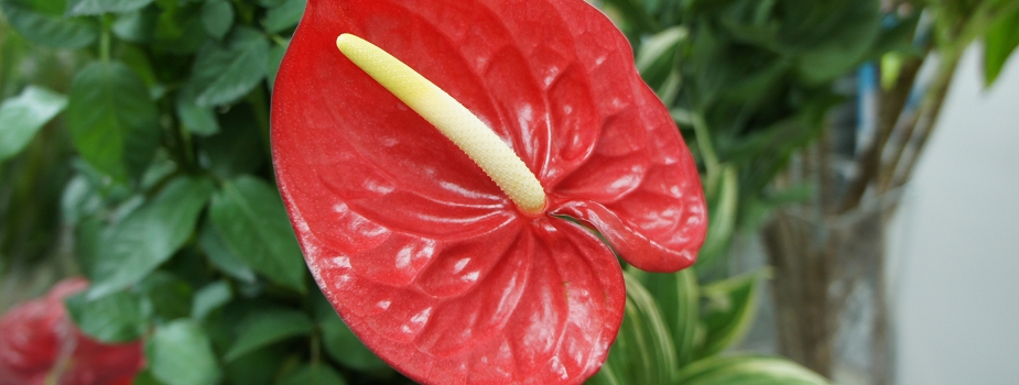 アンスリウム 花言葉