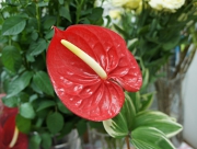 紅団扇（べにうちわ）　ハート型の葉