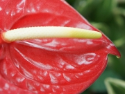 アンスリウム オバケ サタン 花言葉