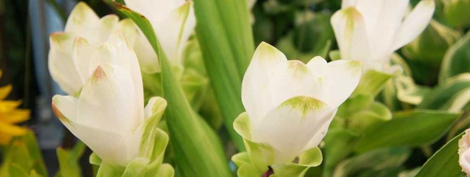 クルクマ　ウコン　花言葉