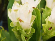 クルクマ（ウコン）　花言葉　忍耐　乙女の香り　アラビア語　