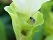 クルクマ（ウコン）　花言葉　クルクマのお花　蕾　