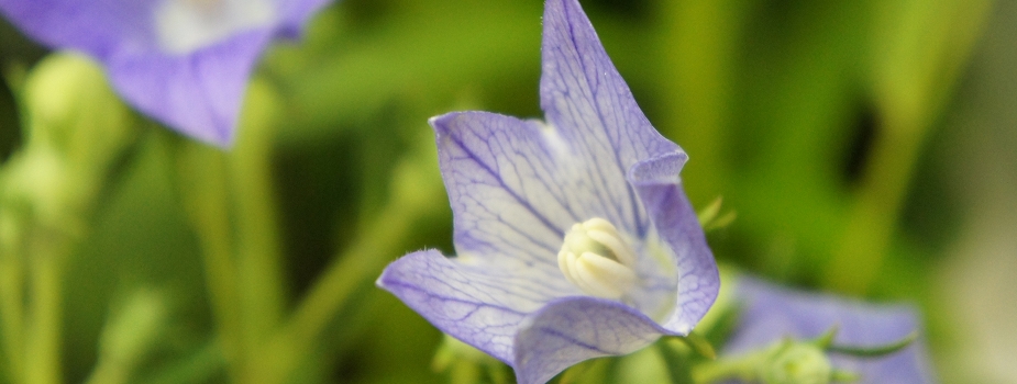 桔梗 キキョウ 花言葉