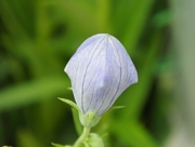 桔梗 キキョウ ききょう 花言葉 清楚 気品 風船 生薬 サポニン 平安時代 万葉集 あさがお