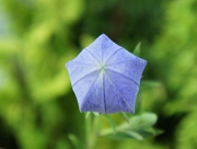 桔梗　キキョウ　ききょう　花言葉　清楚　気品　風船　生薬　サポニン　平安時代　万葉集　あさがお