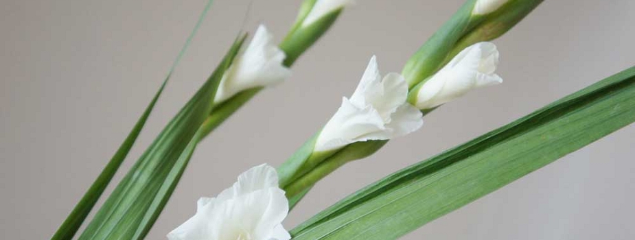 グラジオラス 花言葉