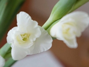 グラジオラス　花言葉　勝利　たゆまぬ努力　情熱的な恋　あやめ科　古代ローマの剣