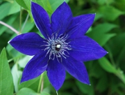 クレマチス　花言葉　鉄線　テッセン　風車　精神的な美しさ　きんぽうげ科　ギリシャ語　室町時代　