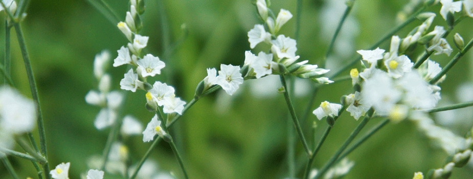 キノブラン 花言葉