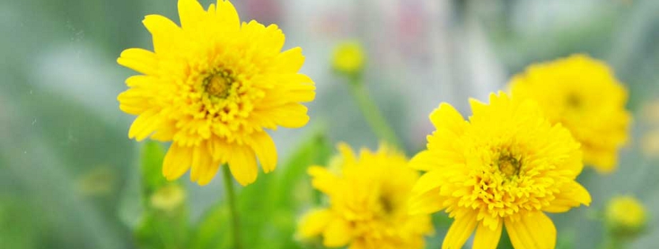 姫ひまわり 旭 花言葉