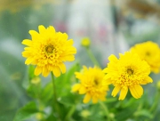 姫ひまわり 旭 花言葉 素敵 輝き キク科 ヘリオプシス 八重咲き