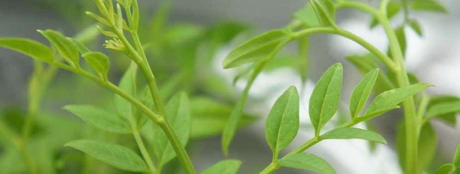 キソケイ 花言葉