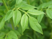 キソケイ　花言葉　清純　木犀科　可憐　ジャスミン　芳香　