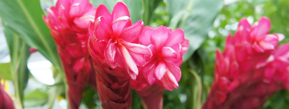 レッドジンジャー 花言葉