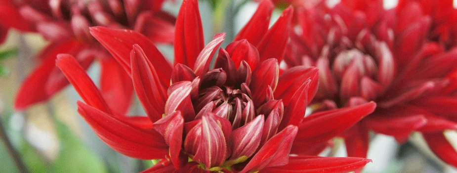 ダリア　花言葉