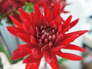 ダリア　熱唱　花言葉　華麗　優雅　威厳　熱唱　てんじくぼたん　メキシコ国花　スウェーデン　ナポレオン　