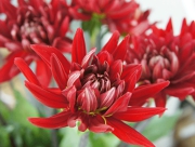 ダリア　熱唱　花言葉　フランス革命　花言葉　移り気　不安定　