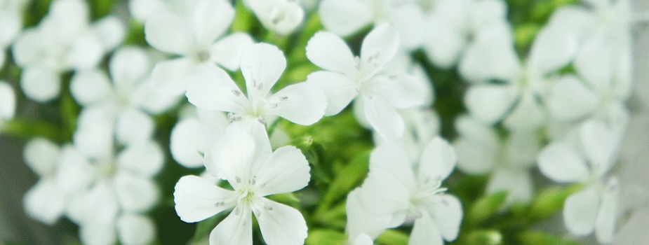 浜なでしこ　花言葉